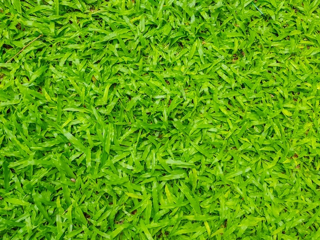 Imagen de primer plano de la hierba verde fresca de la primavera.