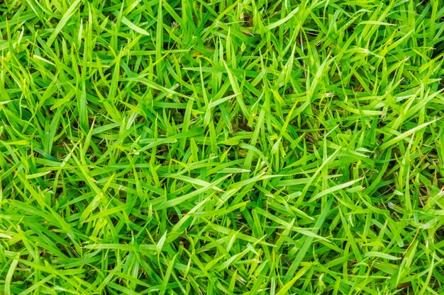 Imagen de primer plano de la hierba verde de primavera fresca.