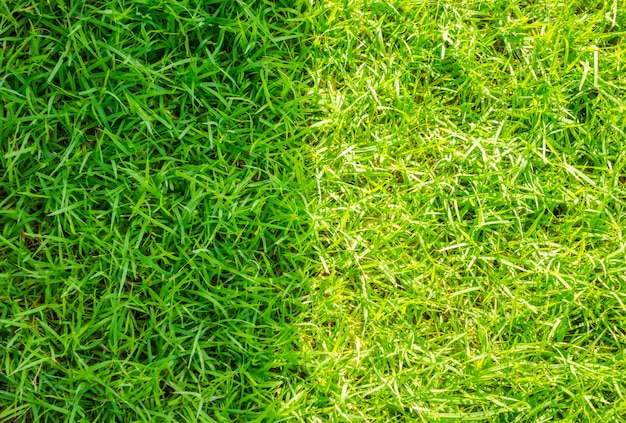Imagen de primer plano de la hierba verde de primavera fresca.