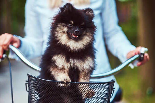 Imagen de primer plano de un lindo perro Spitz en la cesta de la bicicleta en un paseo.