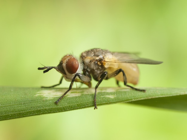 Imagen de primer plano de una mosca en una hoja