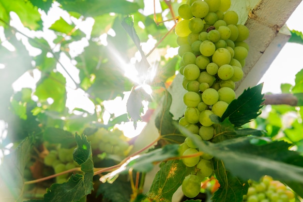 Imagen de rama de uva blanca madura, hojas de uva de fondo, sabrosas frutas dulces, cálida luz del sol a través de uvas verdes frescas hojas, productos de vid, la industria de la bodega, vides valle