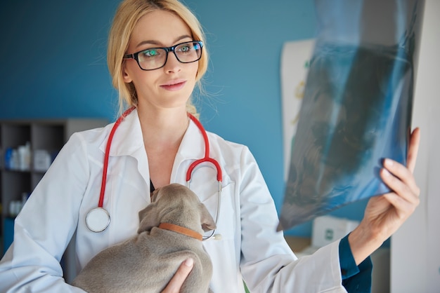 Foto gratuita imagen de rayos x del cuerpo del cachorro