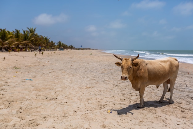 Imagen de una vaca en una playa rodeada de mar y vegetación bajo un cielo azul en Gambia