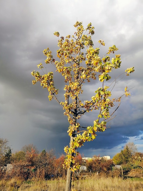 Imagen vertical de un álamo temblón en una pradera rodeada de vegetación bajo un nublado