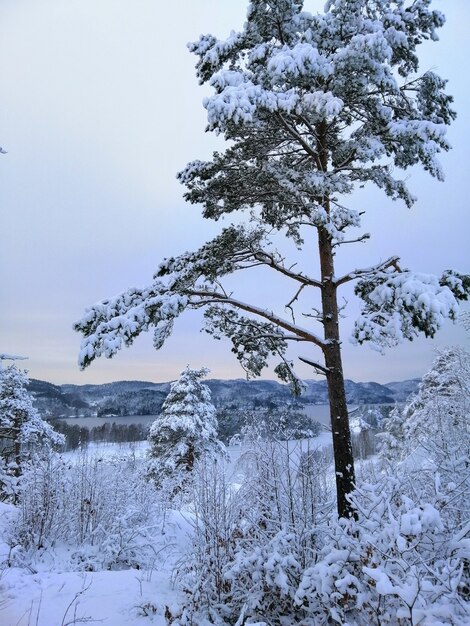 Imagen vertical de árboles en un bosque cubierto de nieve en Larvik en Noruega