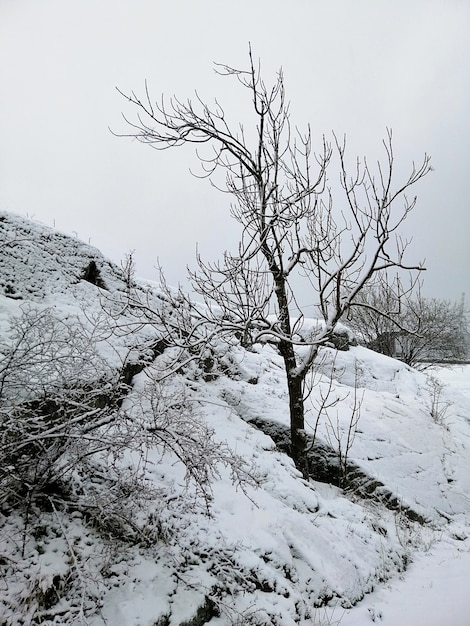 Imagen vertical de árboles en un bosque cubierto de nieve en Larvik en Noruega