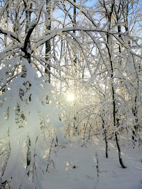 Imagen vertical de árboles en un bosque cubierto de nieve bajo la luz del sol en Larvik en Noruega