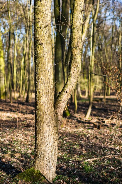 Imagen vertical de árboles en un bosque bajo la luz del sol