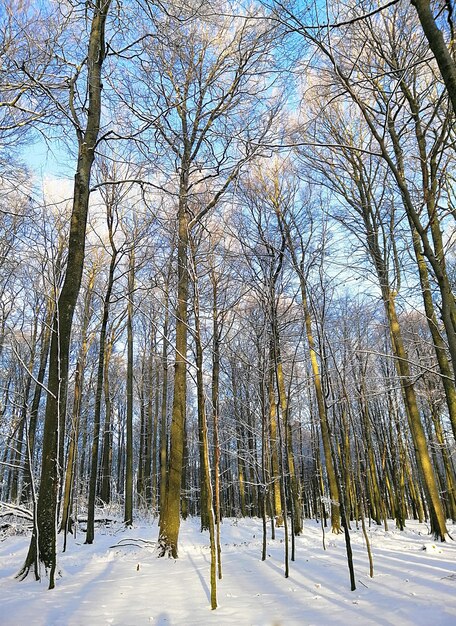 Imagen vertical de un bosque rodeado de árboles cubiertos de nieve bajo la luz del sol en Noruega