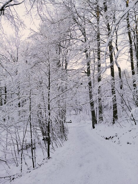 Imagen vertical de un bosque rodeado de árboles cubiertos de nieve bajo la luz del sol en Noruega