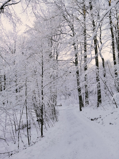 Imagen vertical de un bosque rodeado de árboles cubiertos de nieve bajo la luz del sol en Noruega