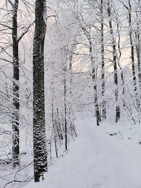 Imagen vertical de un bosque rodeado de árboles cubiertos de nieve bajo la luz del sol en Noruega