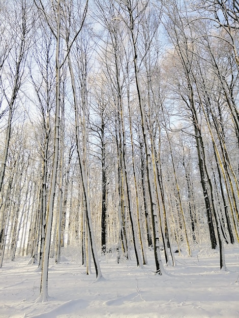Foto gratuita imagen vertical de un bosque rodeado de árboles cubiertos de nieve bajo la luz del sol en noruega