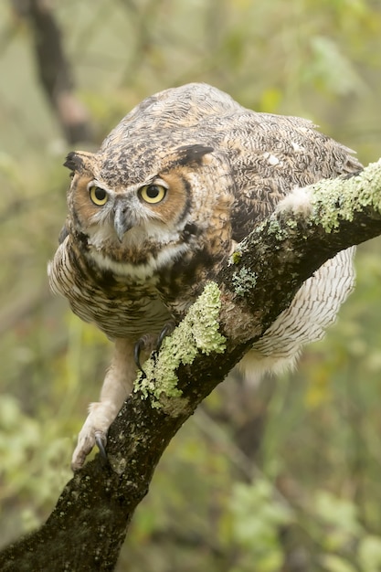 Foto gratuita imagen vertical de un búho real de pie sobre una rama de árbol