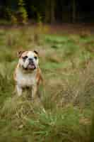 Foto gratuita imagen vertical de bulldogge inglés en el campo