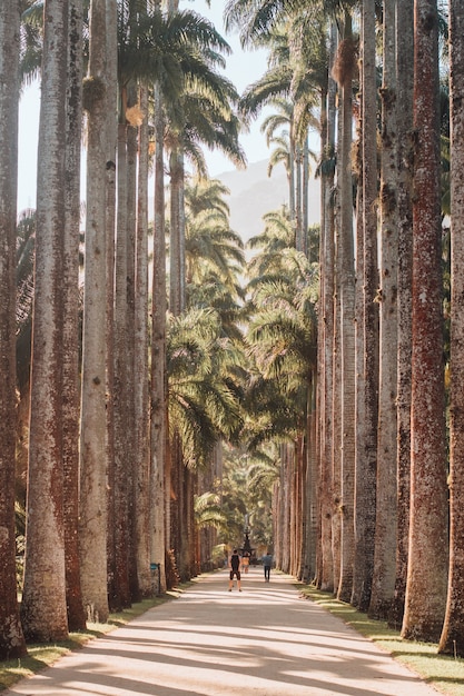 Imagen vertical de un camino rodeado de palmeras bajo la luz del sol en Río de Janeiro.