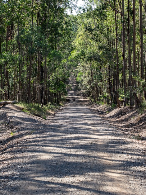 Imagen vertical de una carretera rodeada de árboles en un bosque bajo la luz del sol