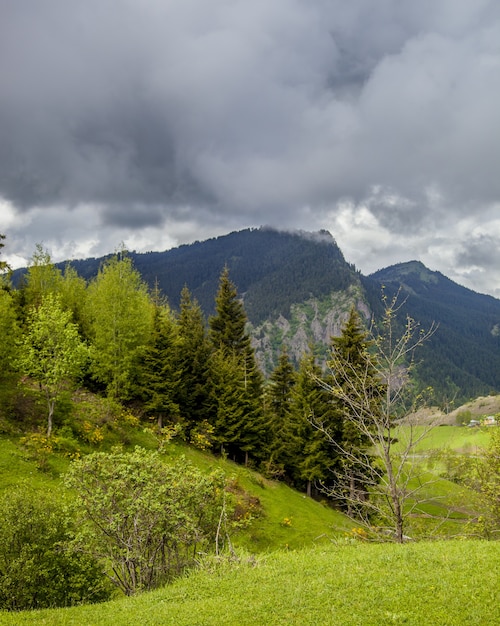 Imagen vertical de colinas cubiertas de bosques y niebla bajo un cielo nublado