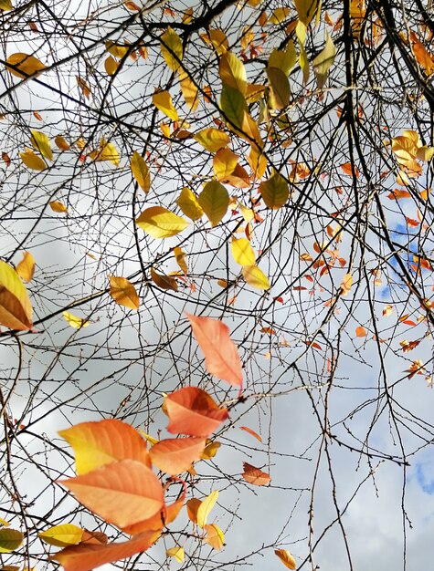 Imagen vertical de coloridas hojas en las ramas de los árboles bajo un cielo nublado durante el otoño en Polonia