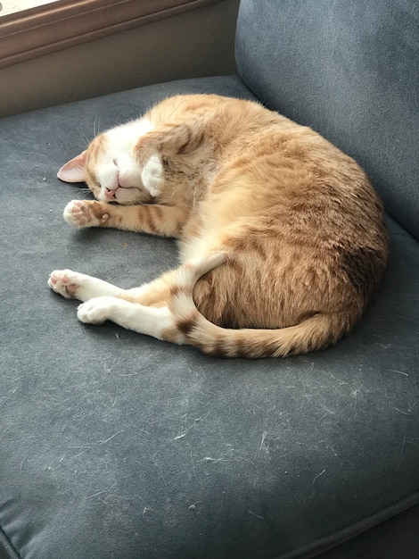 Imagen vertical de un gato jengibre durmiendo en un sofá gris bajo las luces