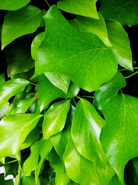 Imagen vertical de las hojas de un árbol bajo la luz del sol