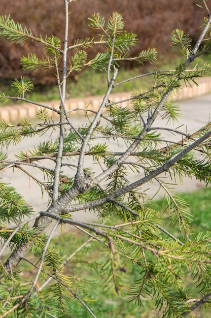 Foto gratuita imagen vertical de hojas y ramas de abeto en un parque