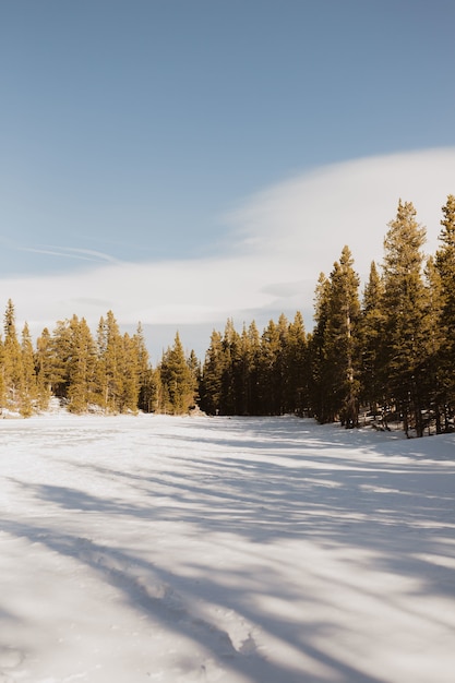 Imagen vertical de un lago alpino congelado durante el invierno, rodeado de pinos