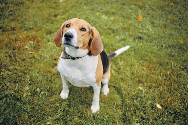 Imagen de vista superior aislada de lindo perro beagle jugando en la hierba verde al aire libre en el parque en un día soleado, mirando hacia arriba con atención, esperando el comando de su dueño. Adorable cachorro tricolor a pie