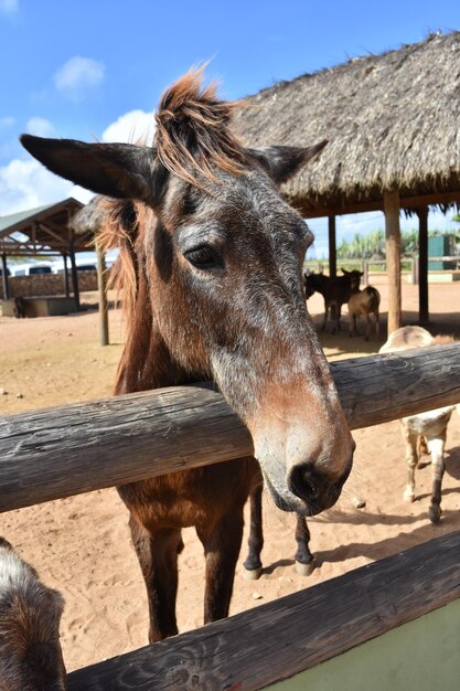 Imagine un día perfecto con un caballo curioso parado en la barandilla de la cerca.