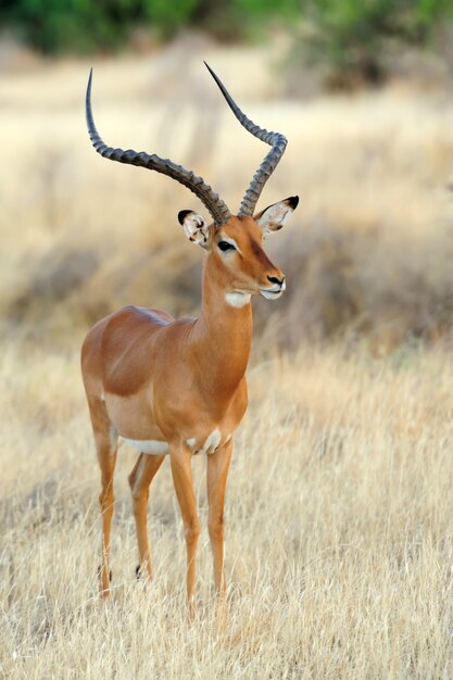 Impala en savannah