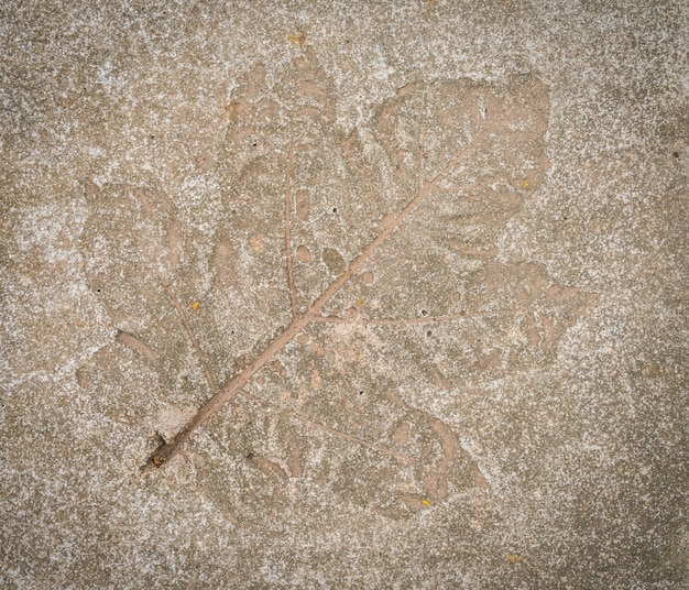 impresión de la hoja en piedra