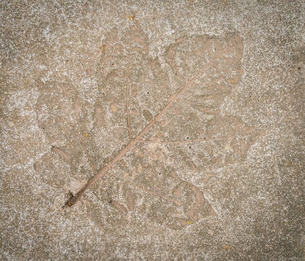 impresión de la hoja en piedra