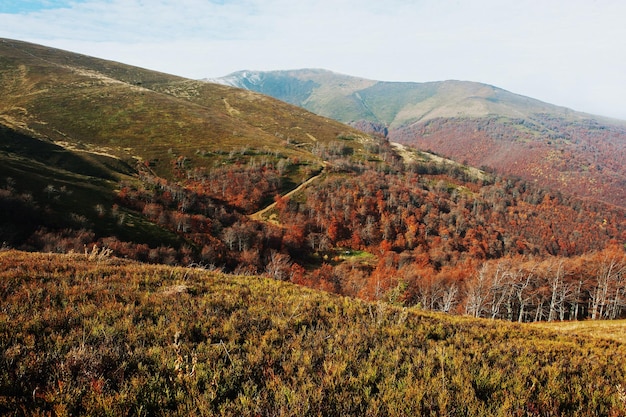 Impresionante bosque de cerveza roja en las montañas de los Cárpatos