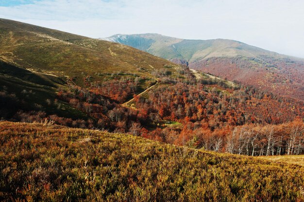 Impresionante bosque de cerveza roja en las montañas de los Cárpatos