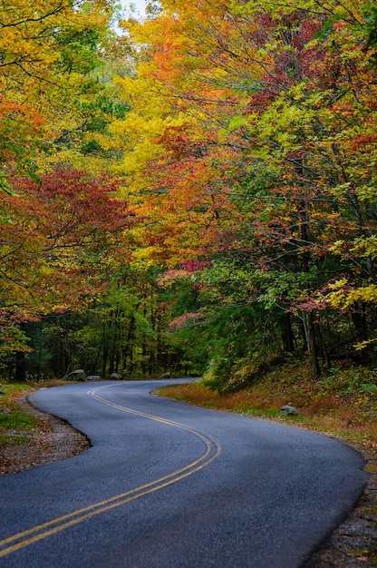 Impresionante carretera rodeada de hermosos y coloridos árboles otoñales