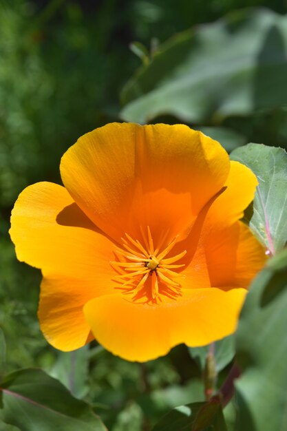 Impresionante cerca de una flor de amapola de California naranja