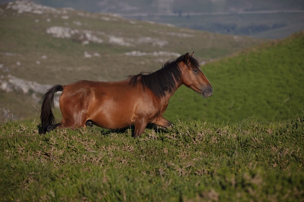 Impresionante disparo de enfoque selectivo de un caballo marrón salvaje corriendo en el campo en Galicia, España