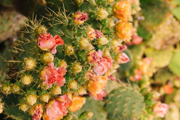 Impresionante flor en la planta de cactus