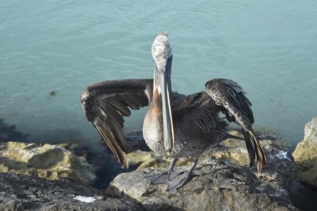 Impresionante foto de un gran pelícano parado en un embarcadero en aruba