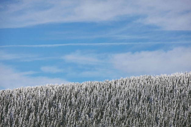 Impresionante foto del hermoso bosque con árboles cubiertos de nieve