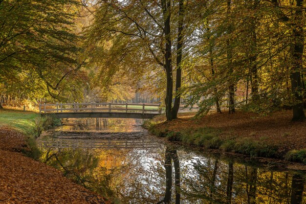 Impresionante foto de un lago en el parque y un puente para cruzar el lago rodeado de árboles.