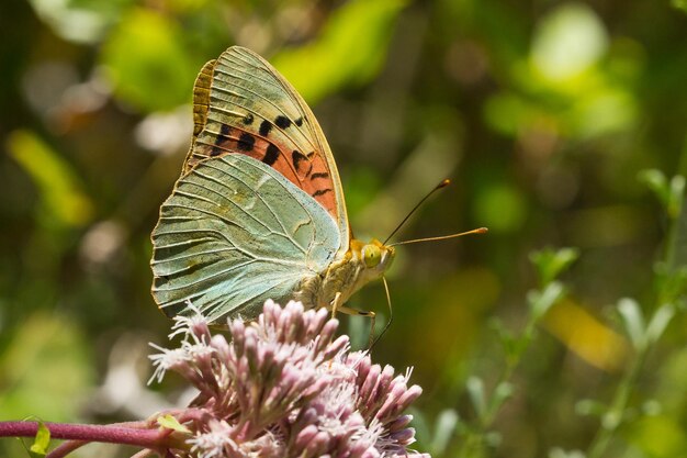 Impresionante foto macro de una hermosa mariposa cardenal sobre una flor silvestre con un fondo natural