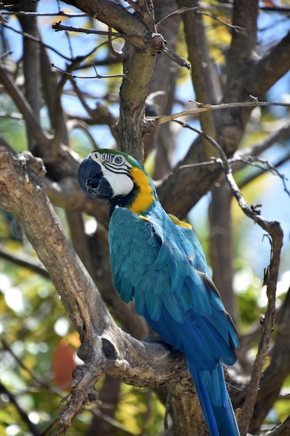 Impresionante loro azul y dorado en un árbol