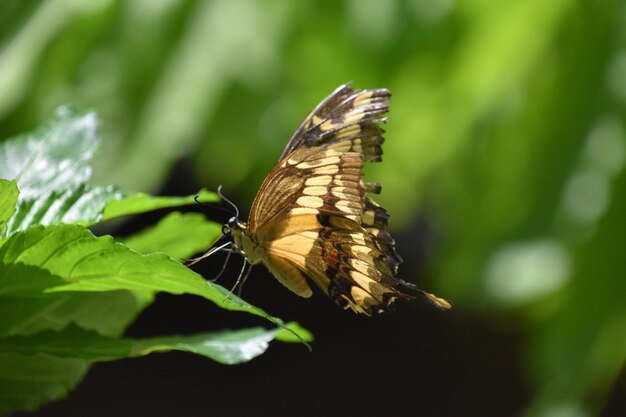 Impresionante mariposa cola de golondrina amarilla y negra sobre hojas en un jardín de mariposas