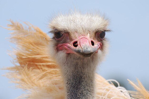 Impresionante mirada a un avestruz con sus plumas sobresaliendo.