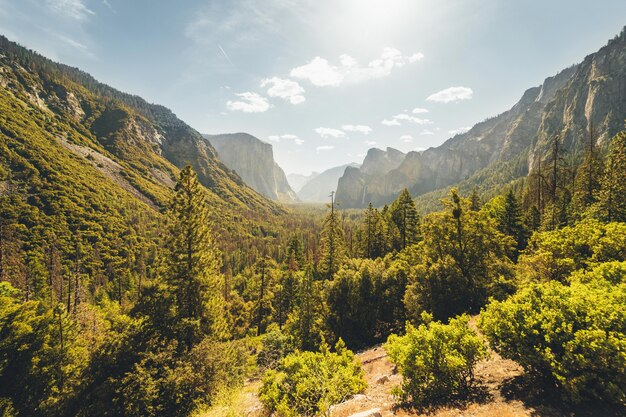 Impresionante paisaje asombroso de un hermoso bosque en el campo