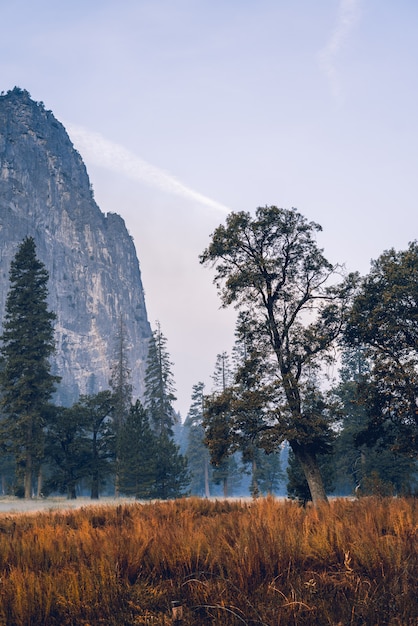 Impresionante paisaje asombroso de un hermoso bosque en el campo