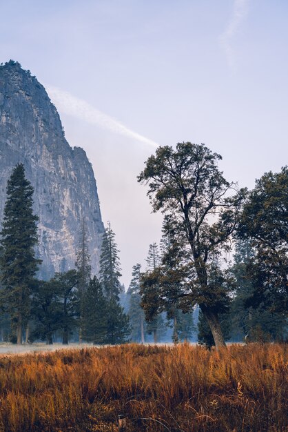 Impresionante paisaje asombroso de un hermoso bosque en el campo