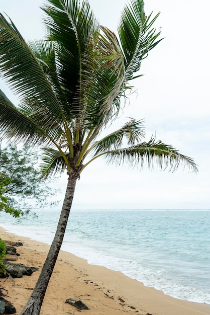 Foto gratuita impresionante paisaje de hawái con la playa